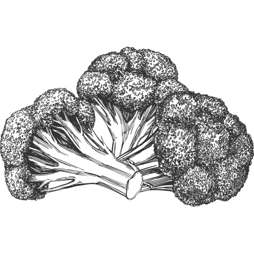 broccoli drawing