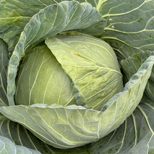 Cabbage