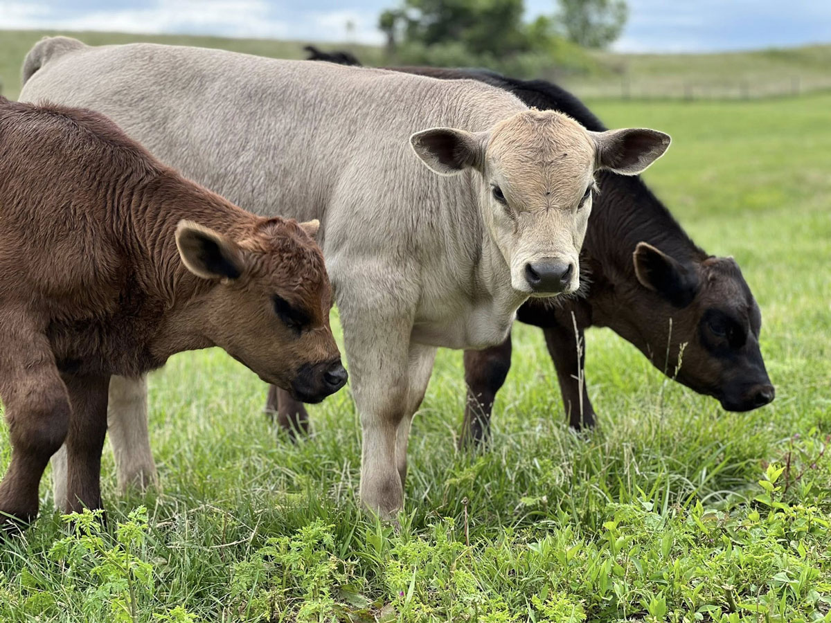 cattle1