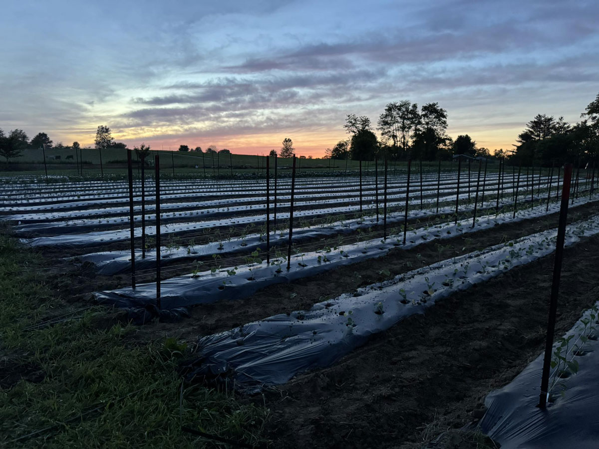 field-growing-plants