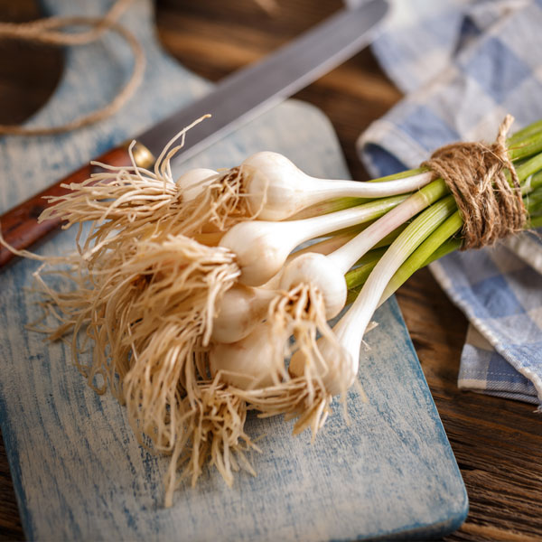 Fresh Garlic