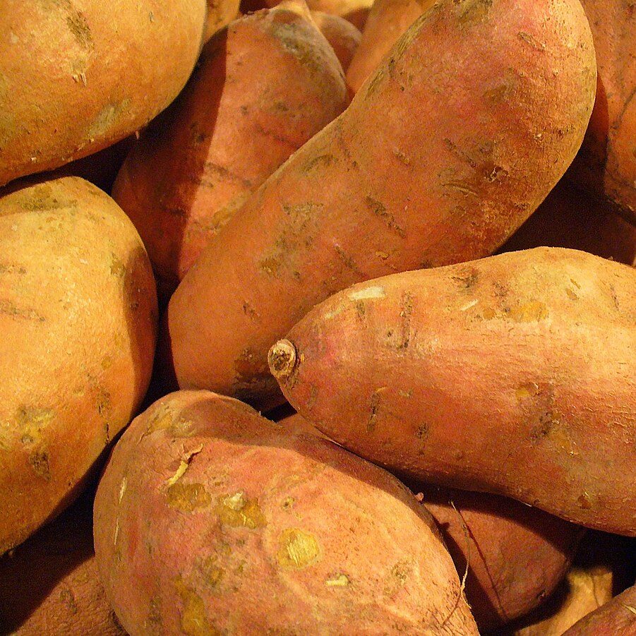 Ipomoea_batatas_006